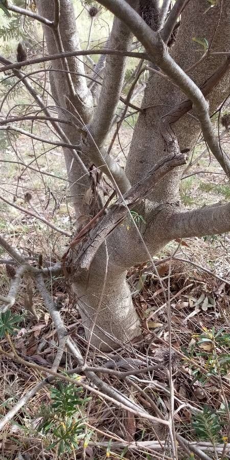 Banksia 16