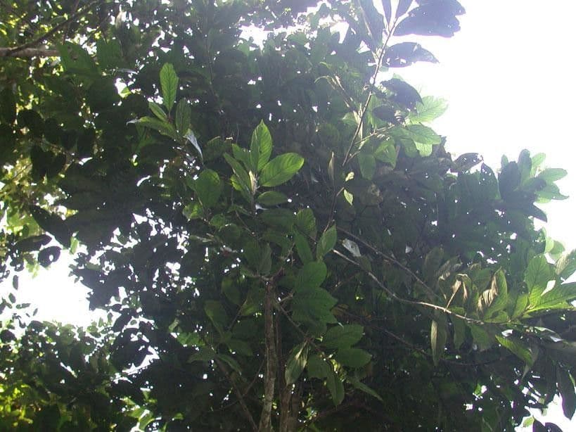 Rhodostemonodaphne 10