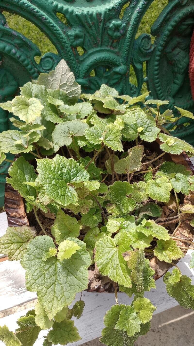 Tolmiea menziesii 8