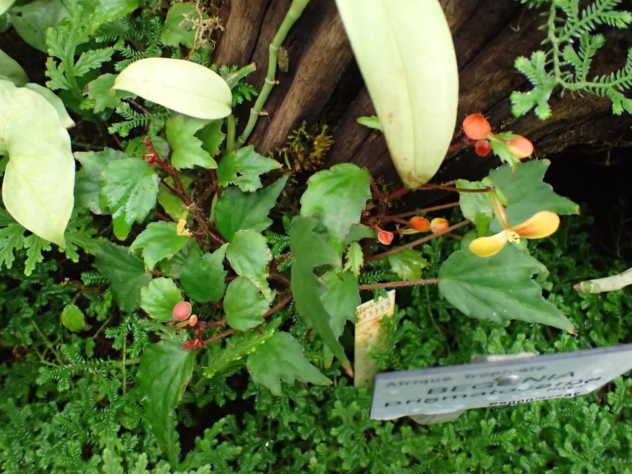 Begonia 4