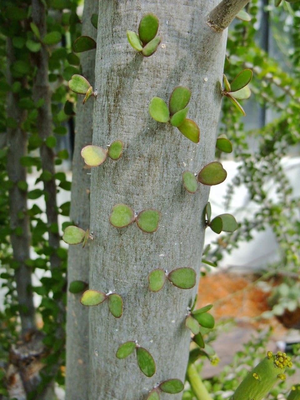 Alluaudia 4
