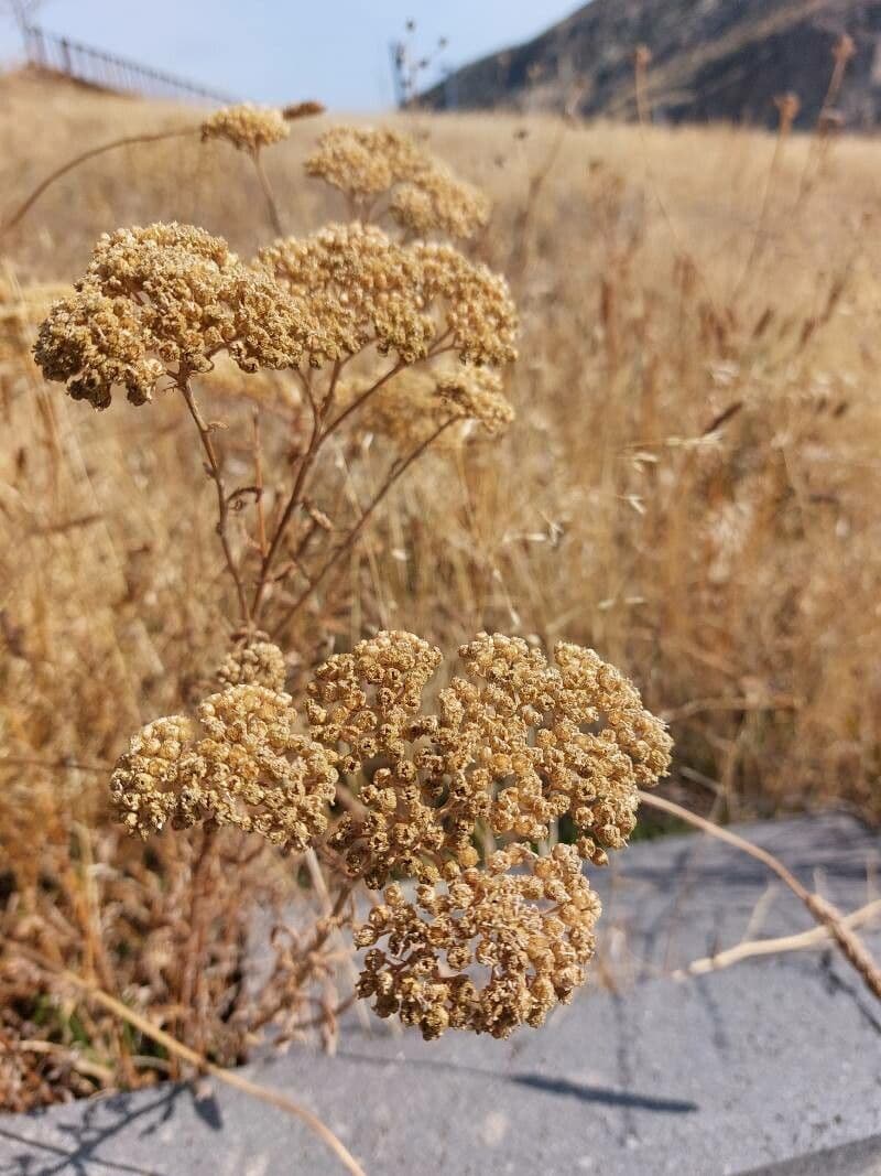 Achillea ligustica 2