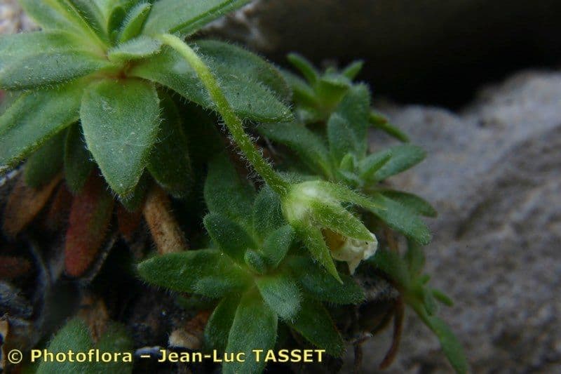 Androsace cilindrica