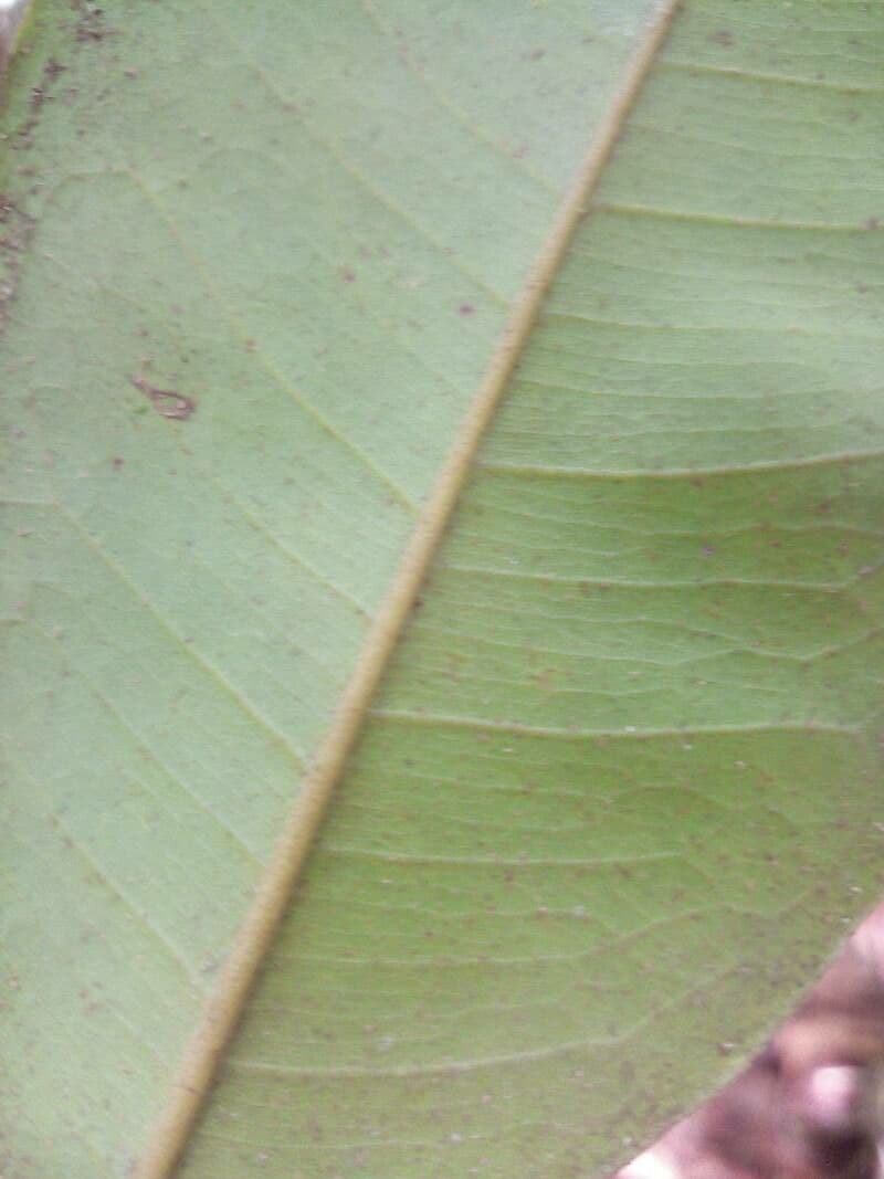 Cotylelobium 3
