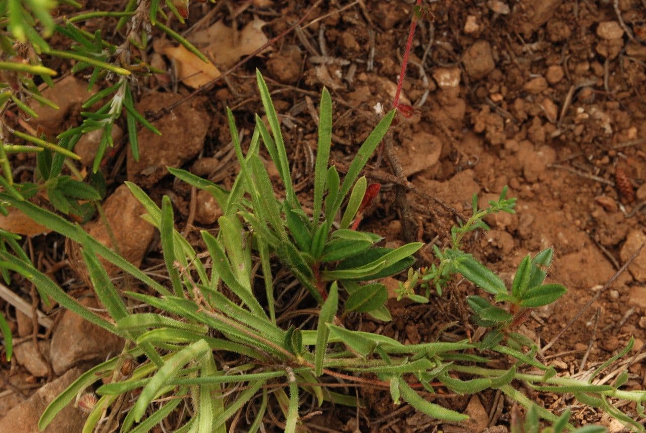 Leinblättrige Flockenblume 7