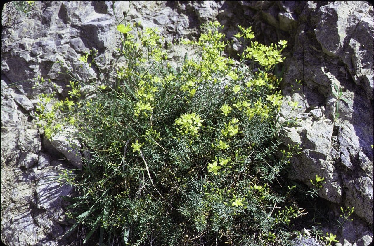 Hipérico de Coris 8