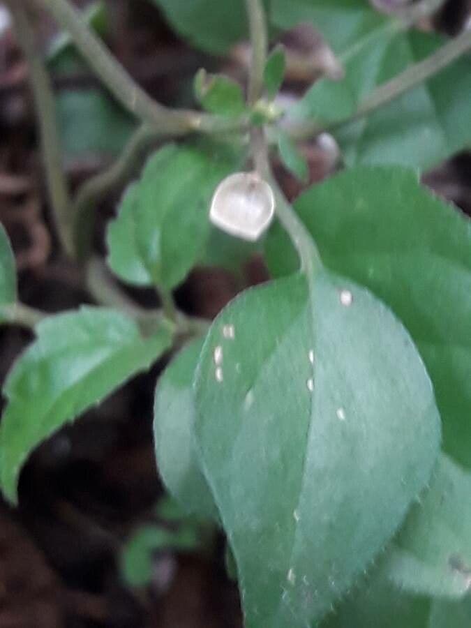 Scutellaria