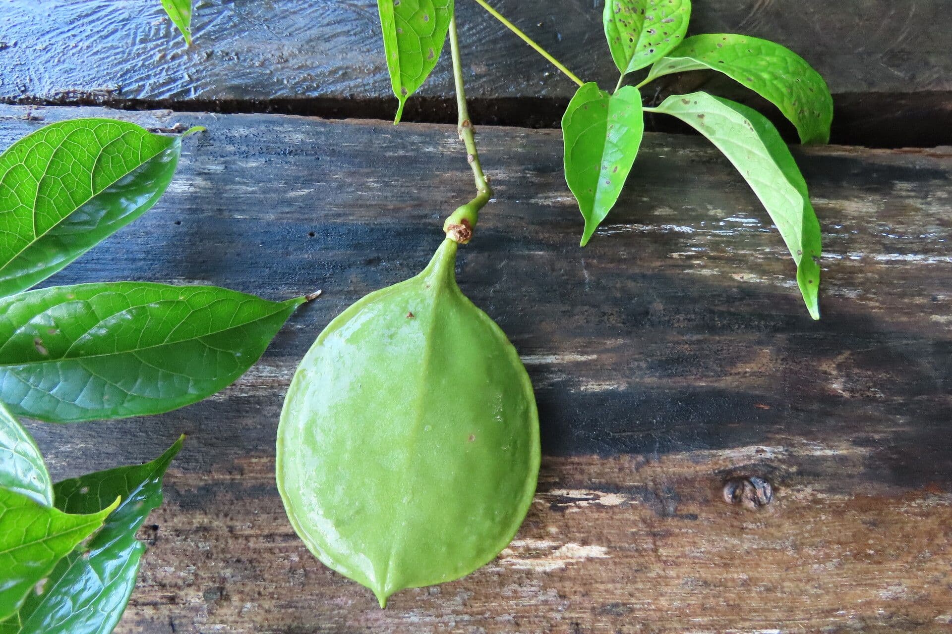 Anemopaegma