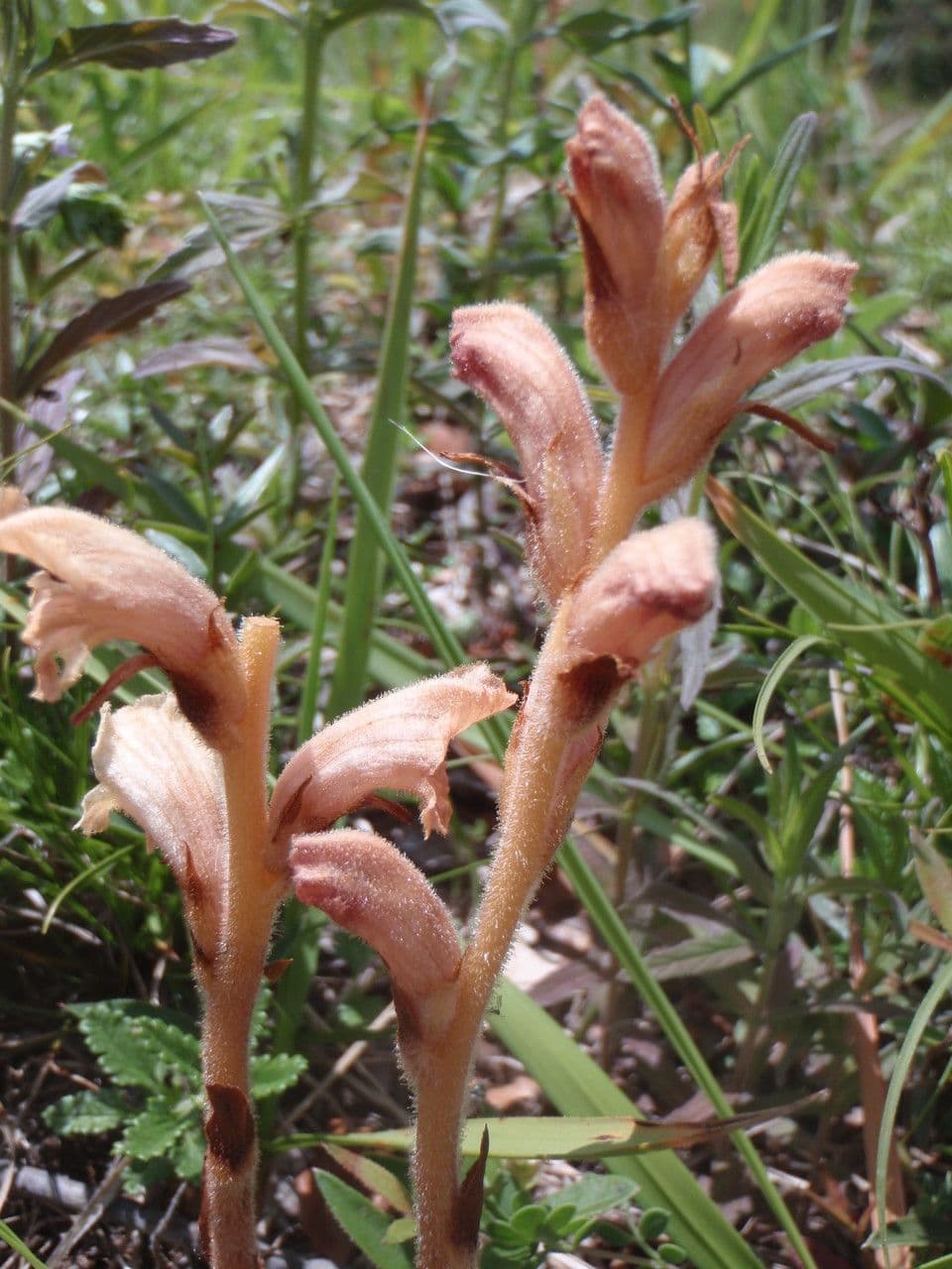 Corbiculada 11