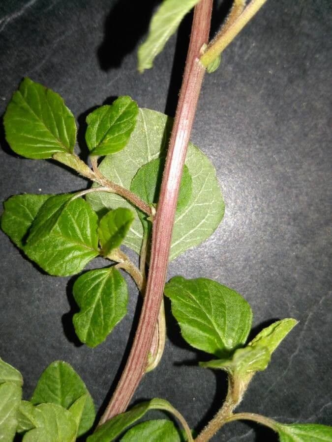 Salpichroa origanifolia 24