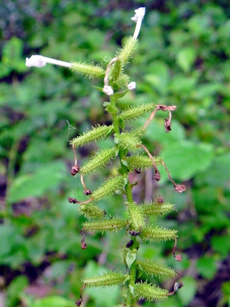 Plumbago zeylanica 15