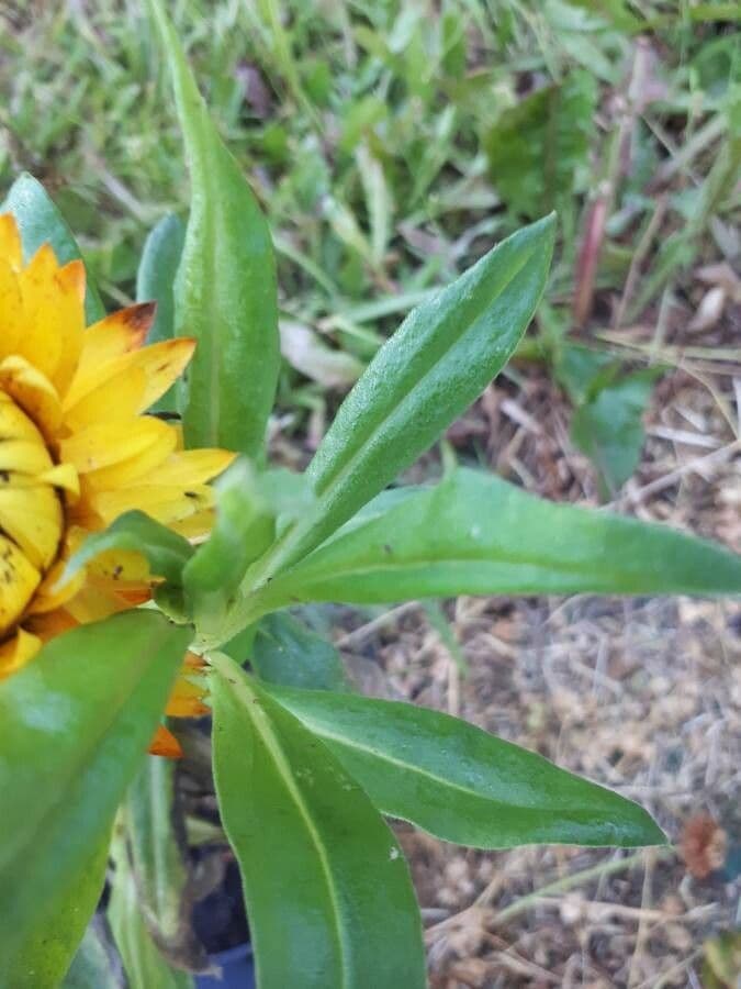 Xerochrysum 26