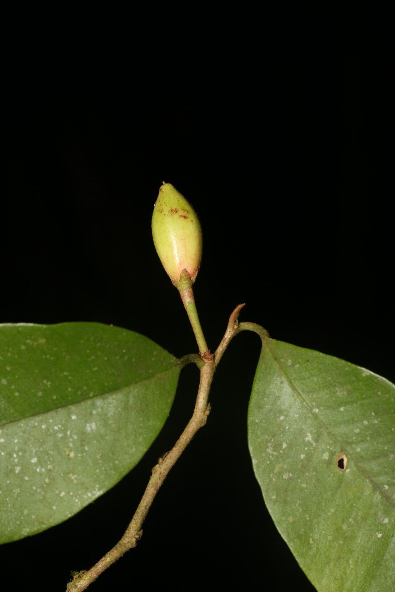 Chrysophyllum 2