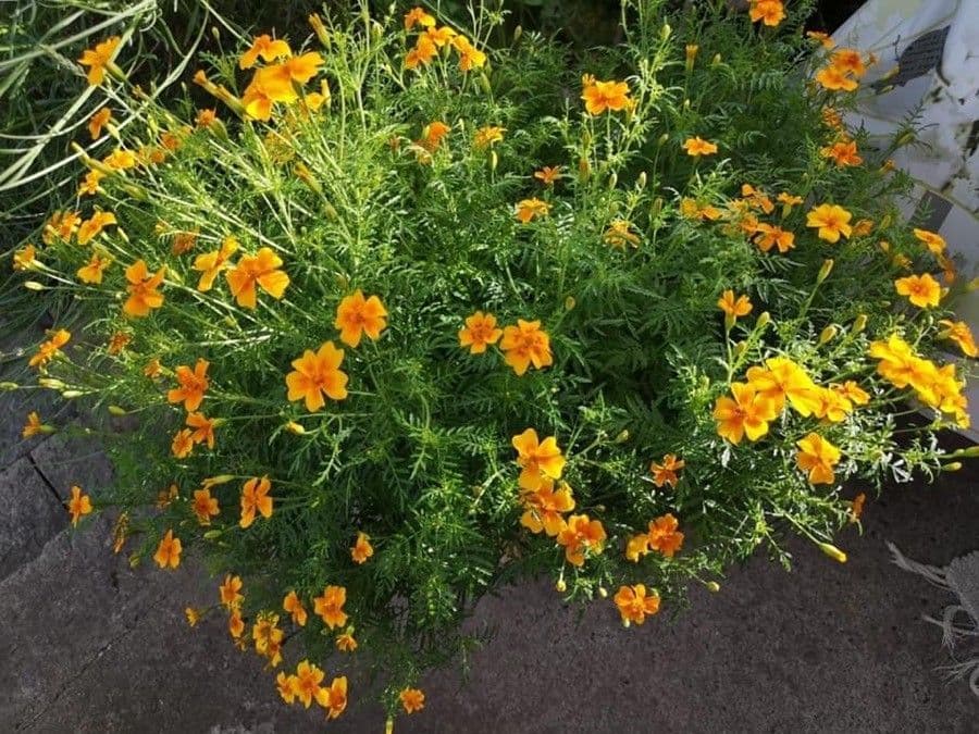 Schmalblättrige Studentenblume 12