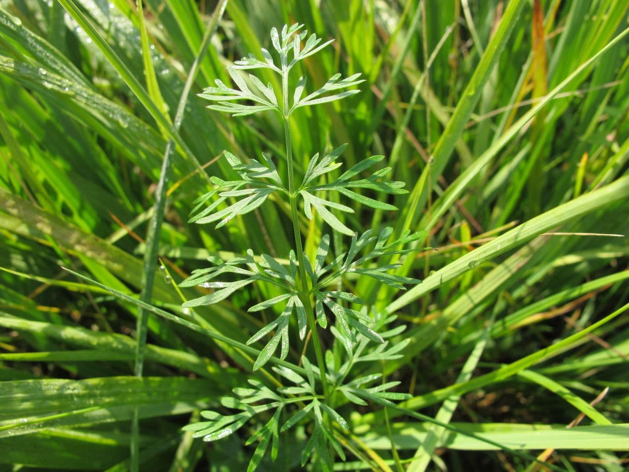 Kadenia 6