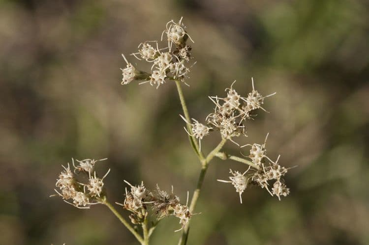 Eupatorio issopifoglia