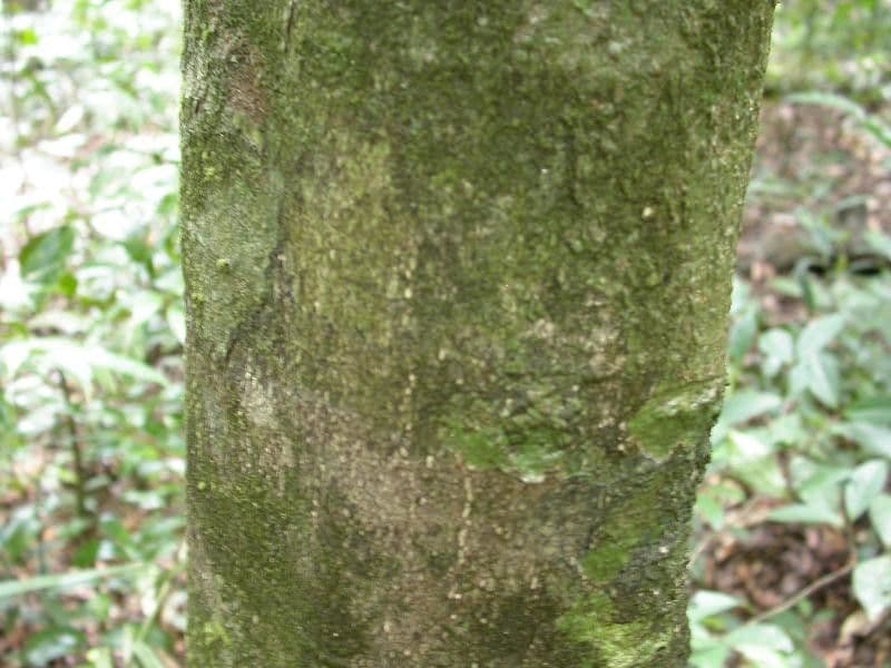 Cassipourea 12