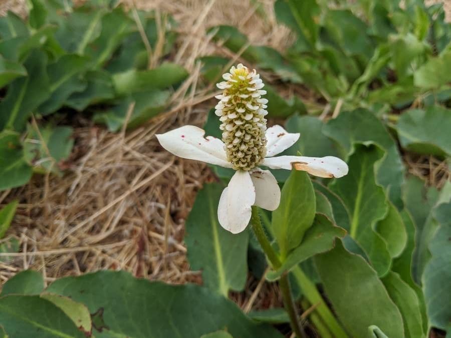 Houttuynia