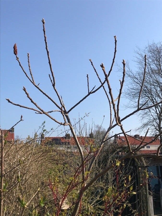 Essigbaum 28