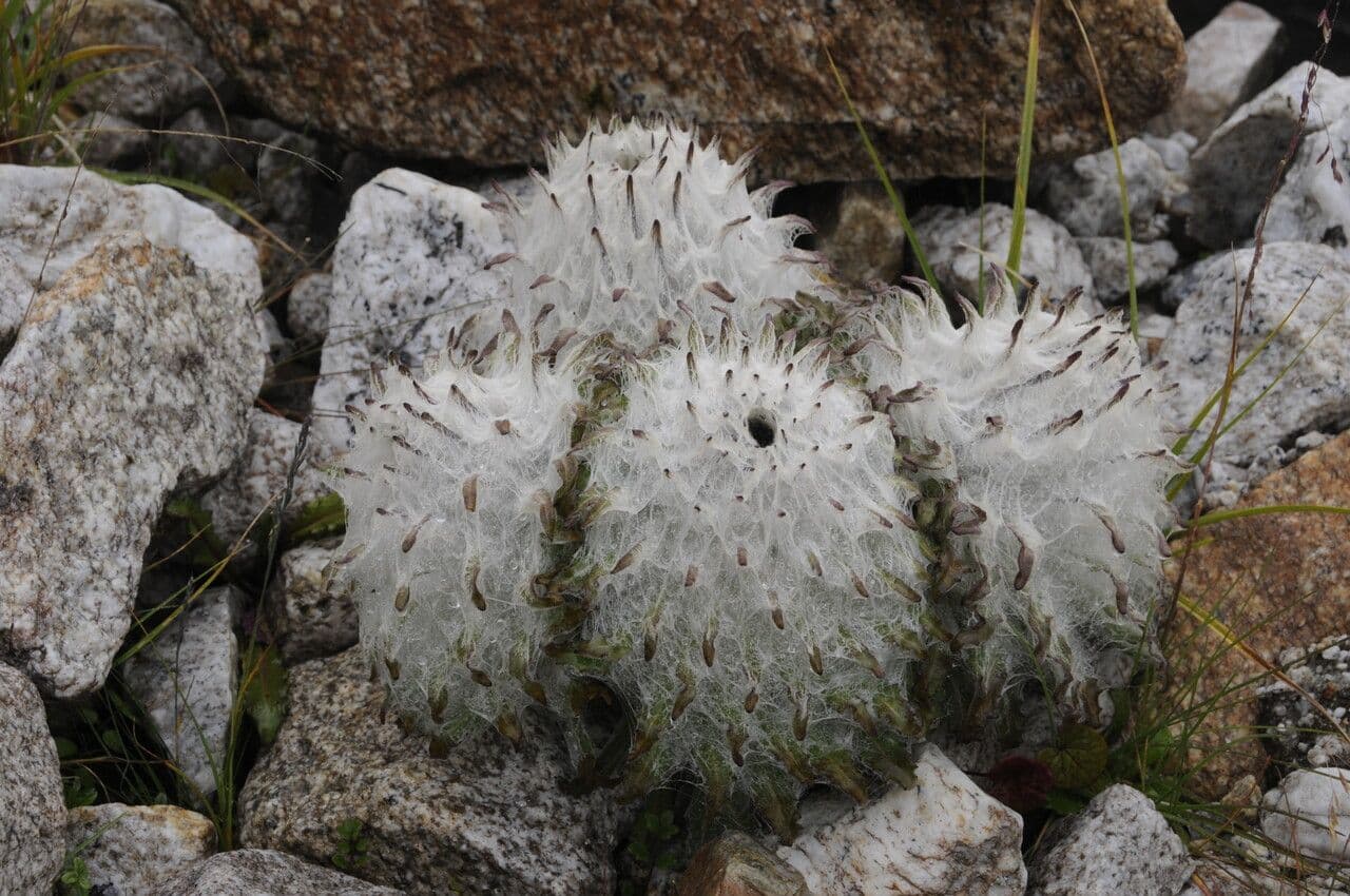 Saussurea 10