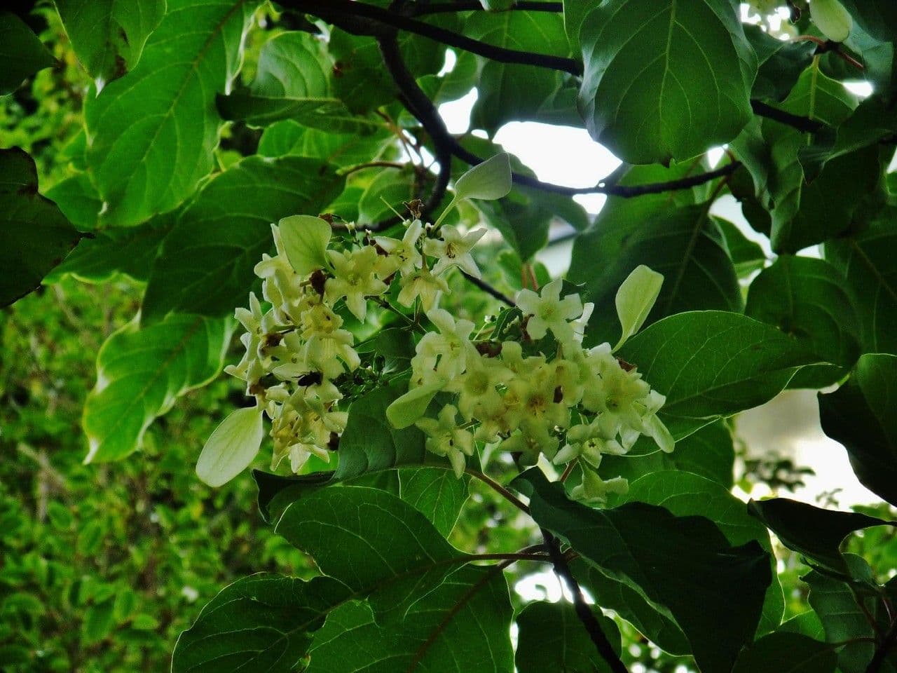 Emmenopterys 8