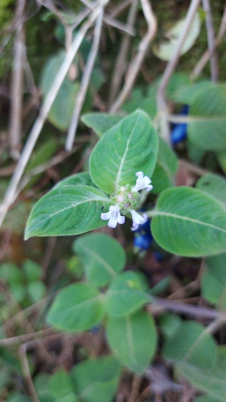 Coccocypselum 7