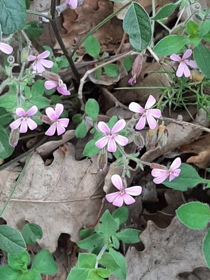 Saponaria rossa 28