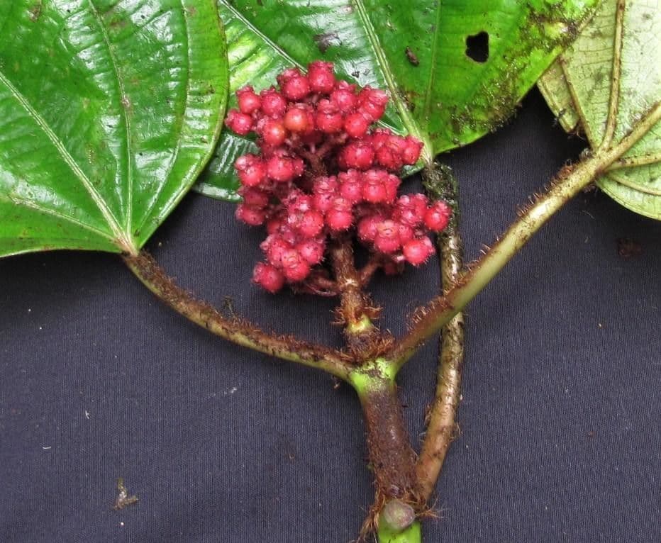 Miconia 3