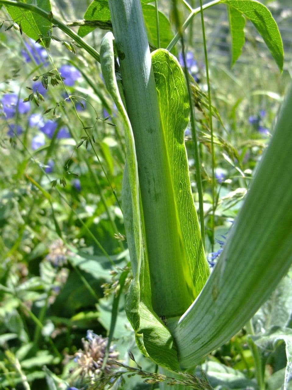 Broadleaf sermountain 25