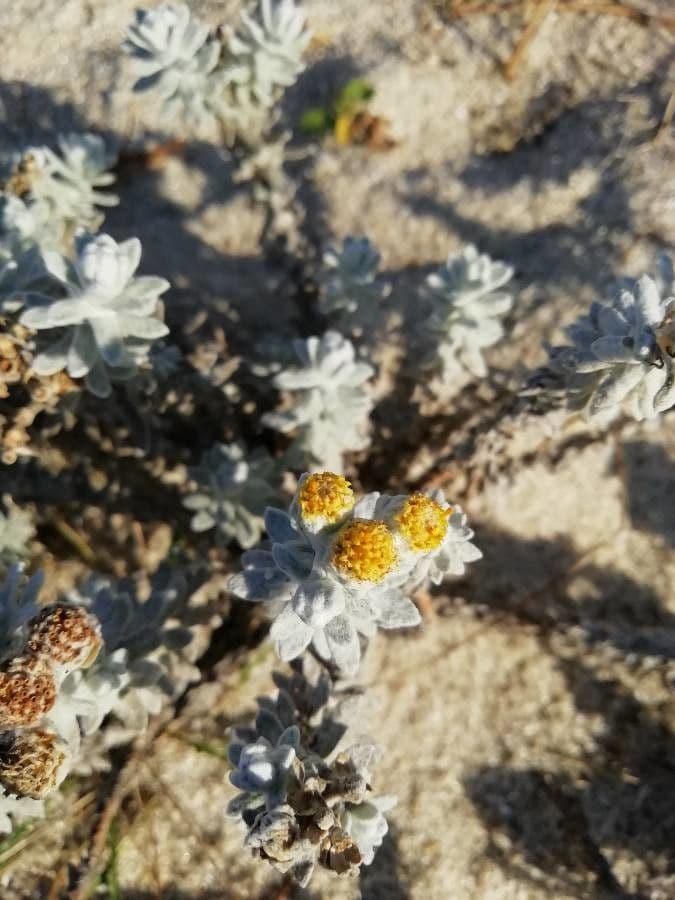 Achillea marittima 9