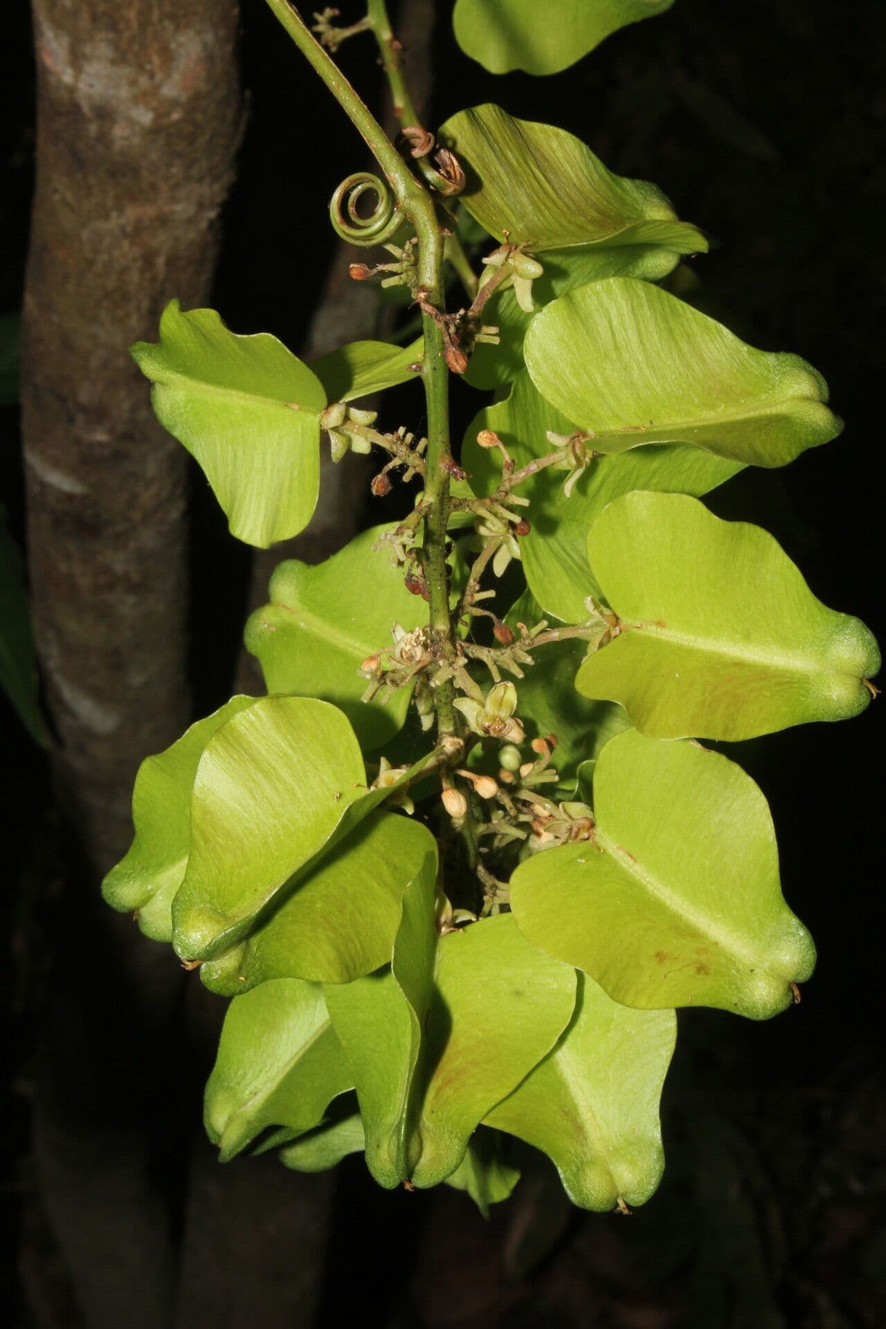 Serjania 9