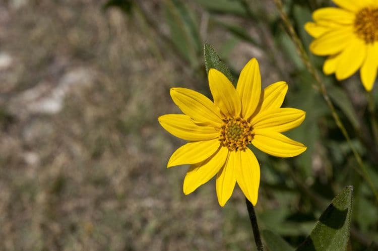 Girasole nano 4