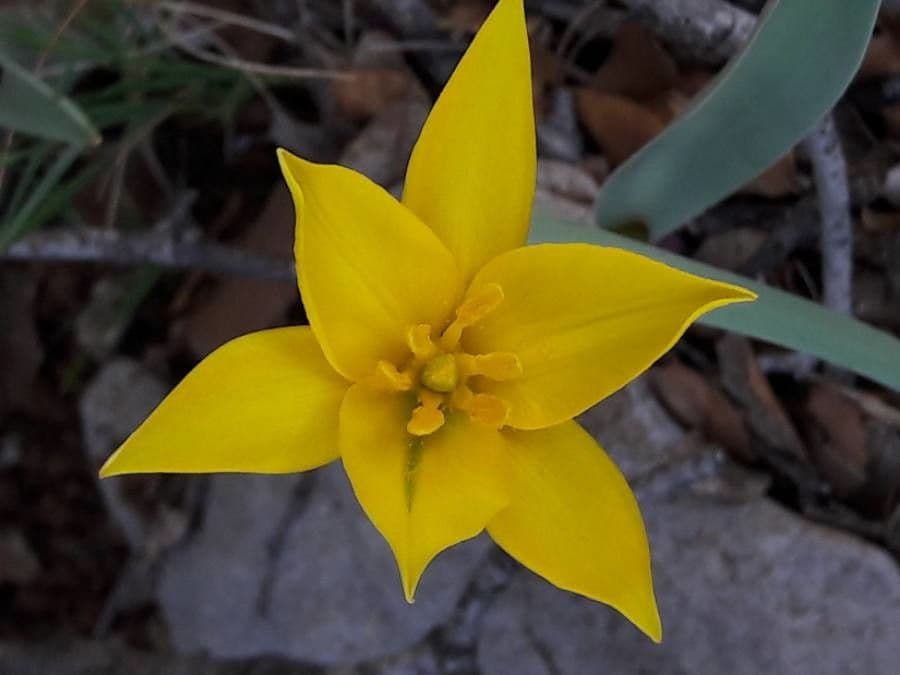 Tulipano selvatico 9
