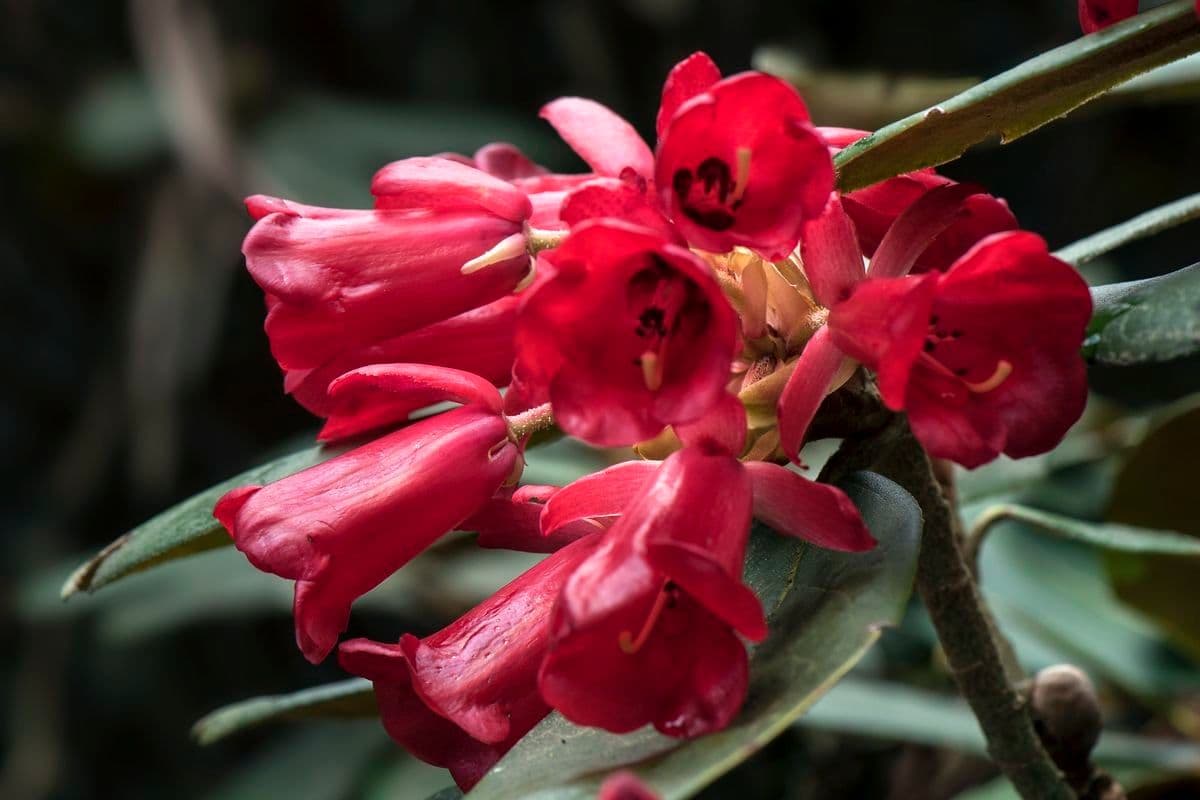 Rododendron 2