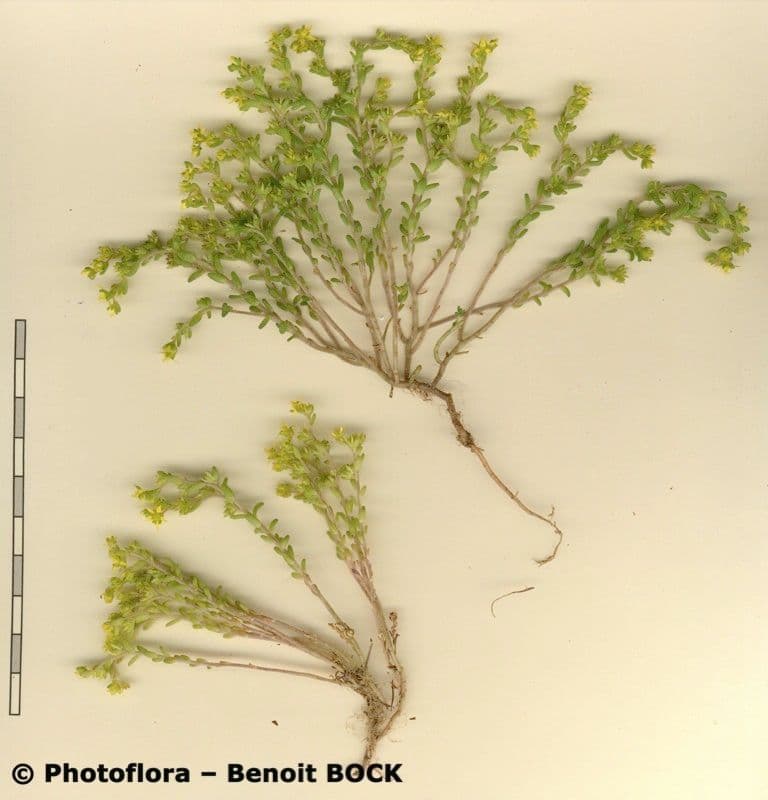 Borracina annuale 19