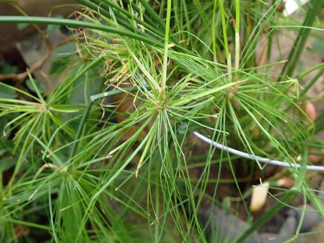 Zigolo di haspan 8