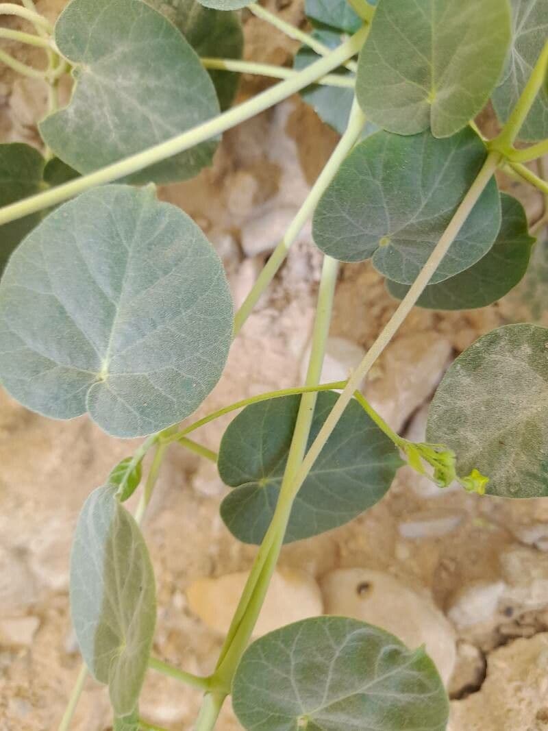 Pergularia tomentosa 22