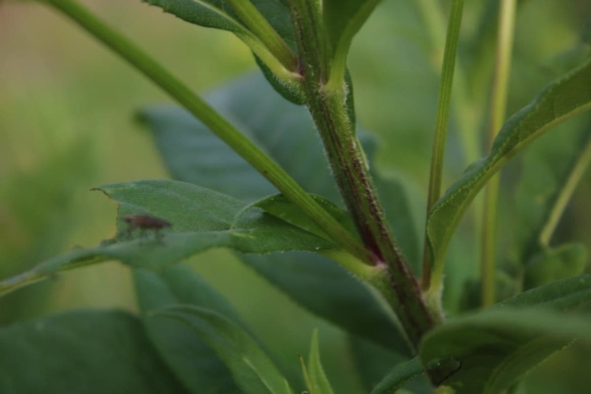 Senecio 21