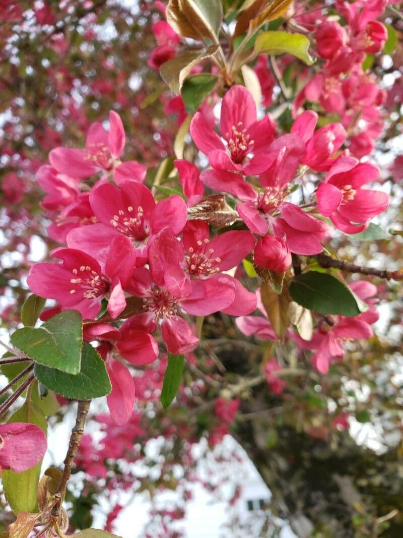 Melo da fiore del Giappone 9