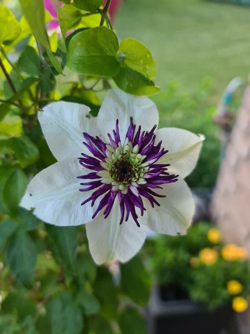 Blühende Waldrebe 3