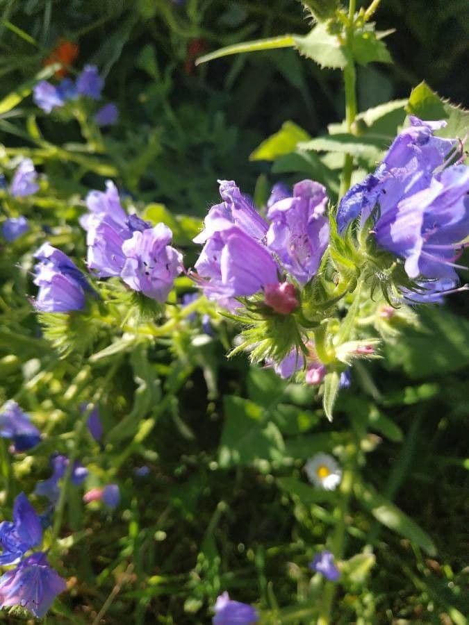 Flor morada 19