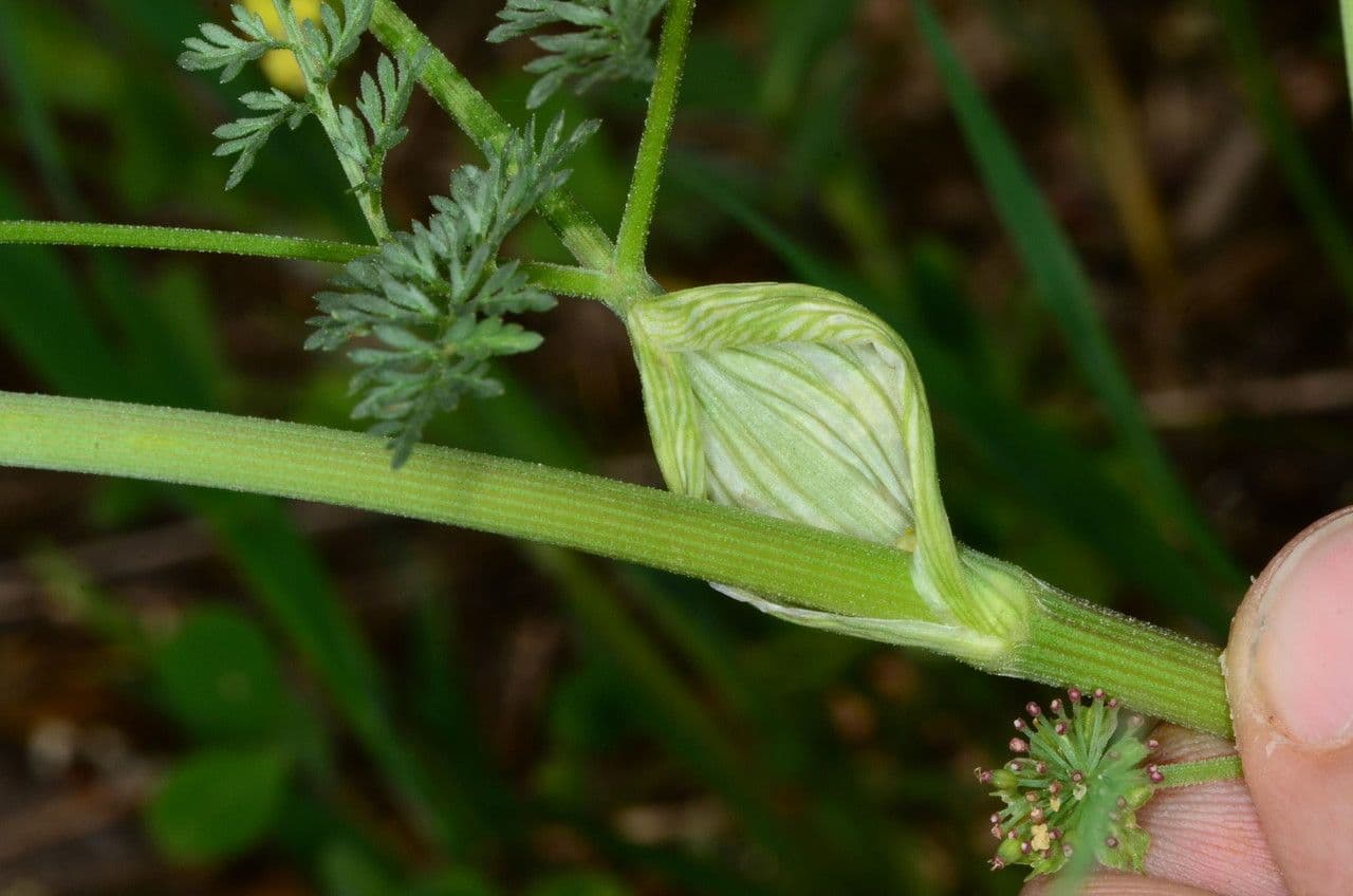 Lomatium 19