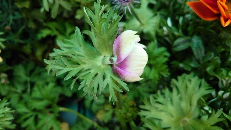 Kronen-Anemone 15