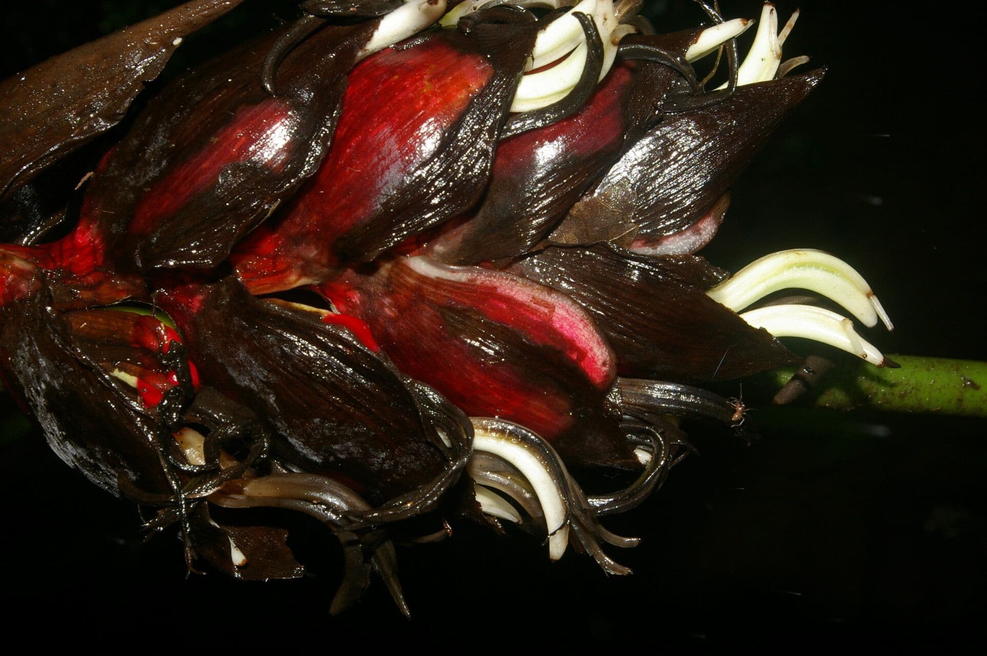 Hummelblume 5