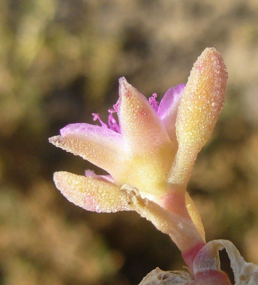 Portulaca occidentale 5
