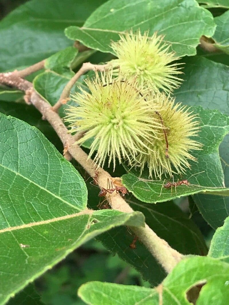 Commersonia bartramia 2
