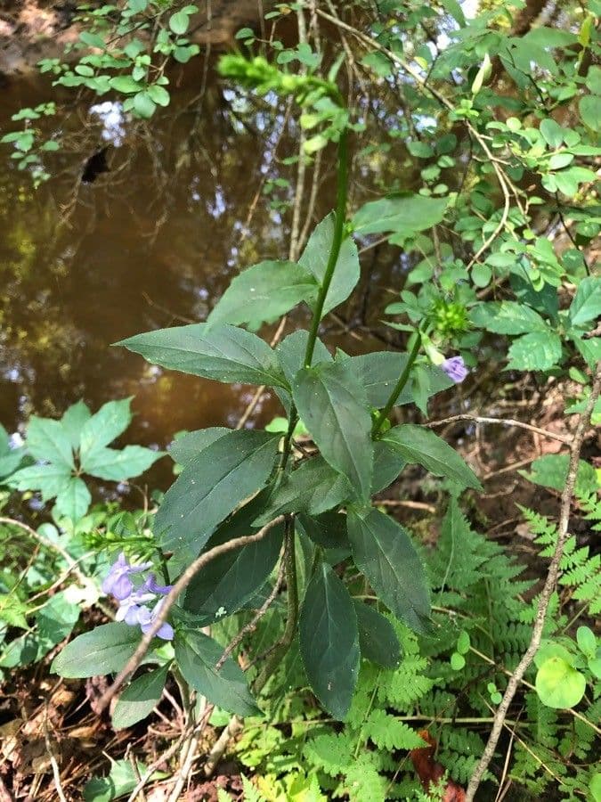 Lobelia puberula 15