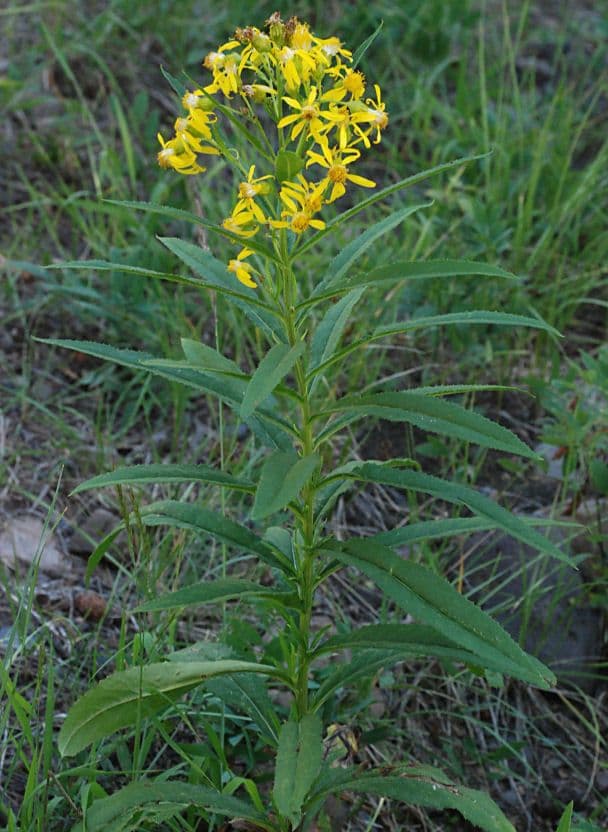 Senecio alto 5