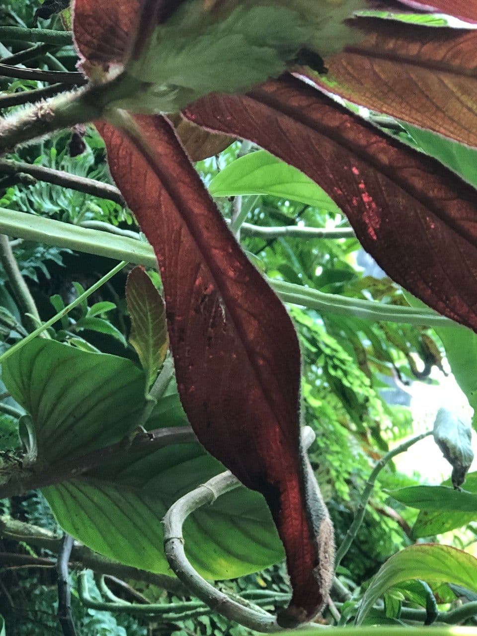 Columnea