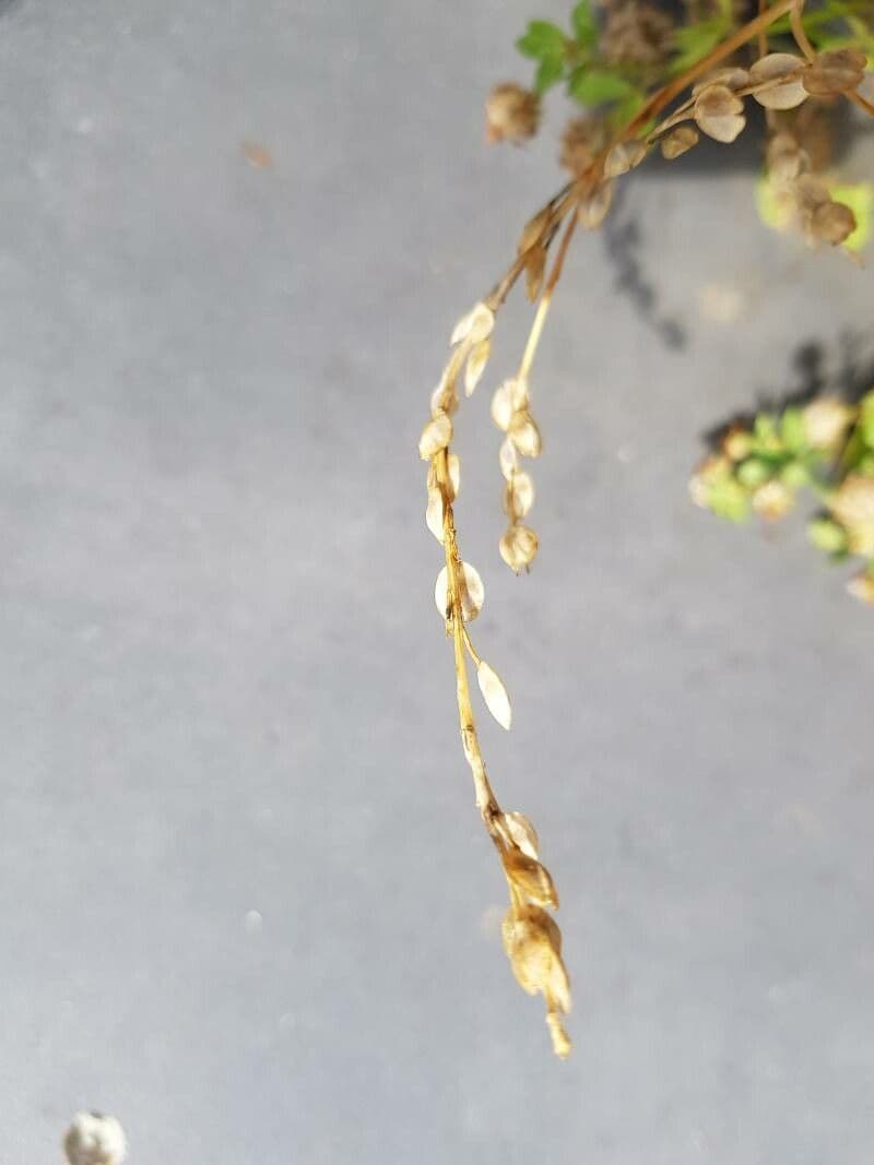 Camelina 8
